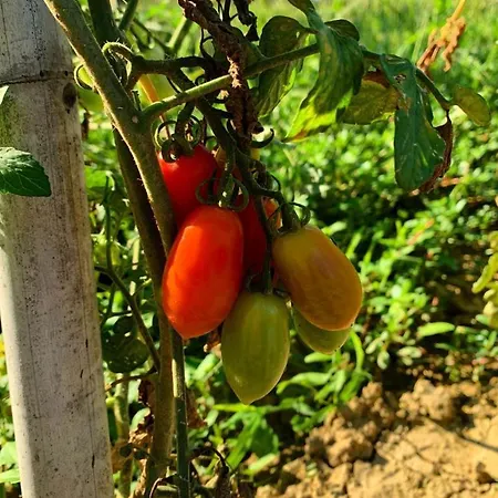 酒店 Cascina Domina Gassino Torinese