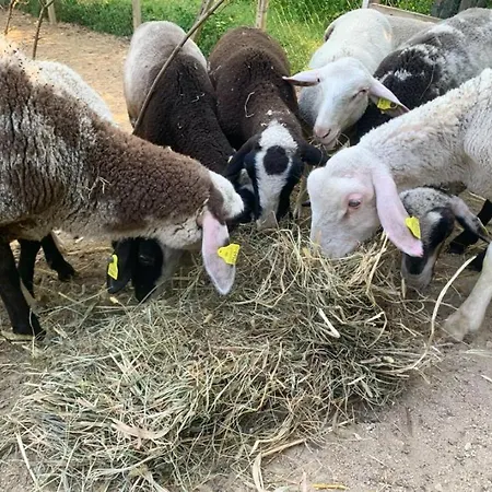 Cascina Domina Hotel *