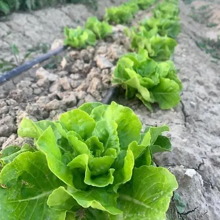 Cascina Domina Hotel *