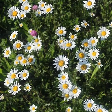 Hotel Cascina Domina *