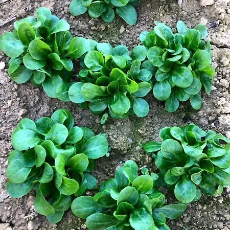 Cascina Domina Hotel *