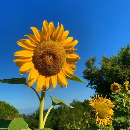 Cascina Domina * Gassino Torinese
