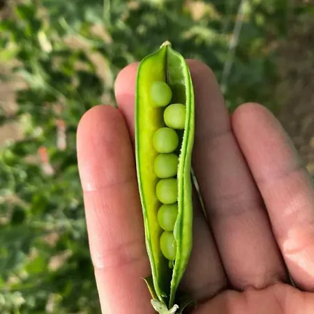 Отель Cascina Domina Gassino Torinese