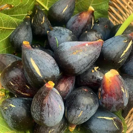 Cascina Domina Gassino Torinese