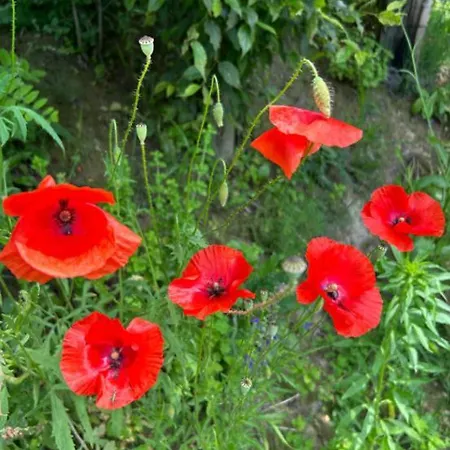 Cascina Domina * Gassino Torinese