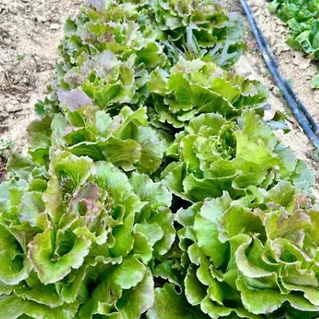 Cascina Domina