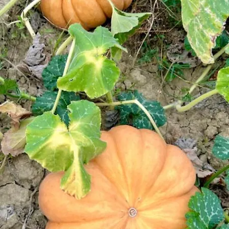 Cascina Domina 酒店 *