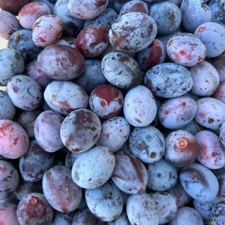 Cascina Domina 酒店 *