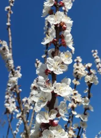 Отель Cascina Domina