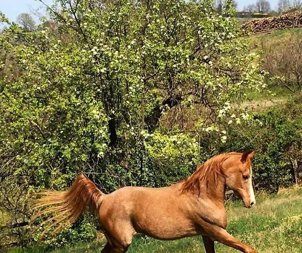 酒店 Cascina Domina *