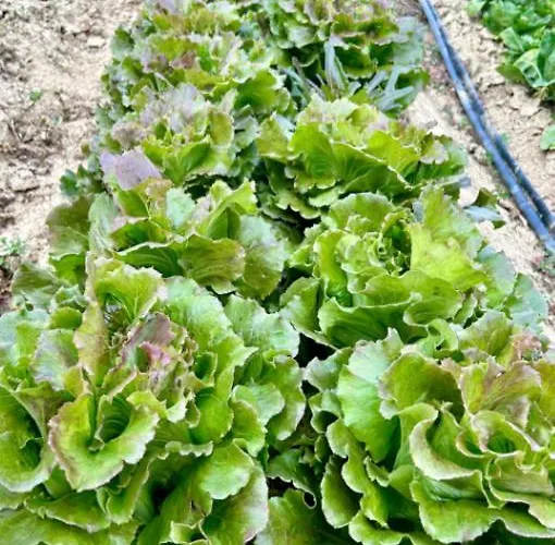 Cascina Domina